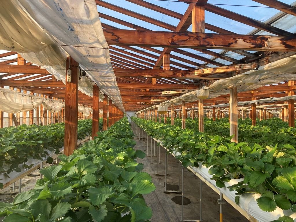 🍓 과실의 마을 하라다 농원 (Kajitsu no Sato Harada Farm) 이미지 8